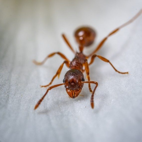 Field Ants, Pest Control in Chadwell Heath, Little Heath, RM6. Call Now! 020 8166 9746