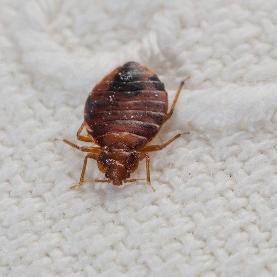 Bed Bugs, Pest Control in Chadwell Heath, Little Heath, RM6. Call Now! 020 8166 9746