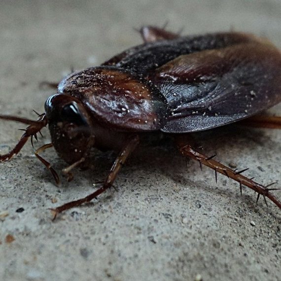 Cockroaches, Pest Control in Chadwell Heath, Little Heath, RM6. Call Now! 020 8166 9746