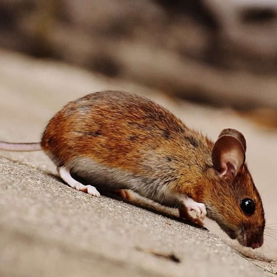 Mice, Pest Control in Chadwell Heath, Little Heath, RM6. Call Now! 020 8166 9746