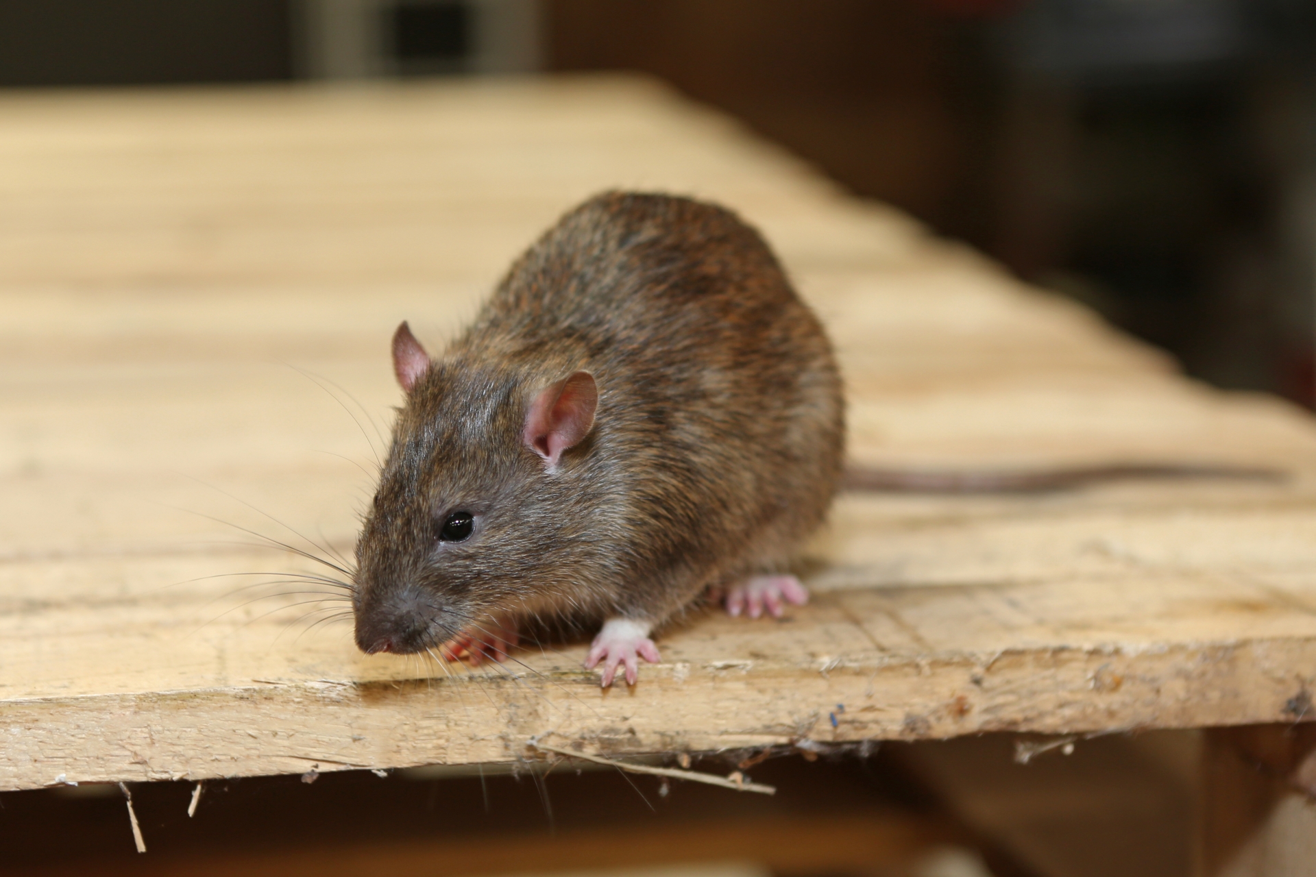 Rat Control, Pest Control in Chadwell Heath, Little Heath, RM6. Call Now 020 8166 9746