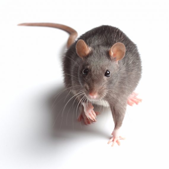 Rats, Pest Control in Chadwell Heath, Little Heath, RM6. Call Now! 020 8166 9746