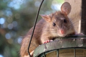Rat Infestation, Pest Control in Chadwell Heath, Little Heath, RM6. Call Now 020 8166 9746