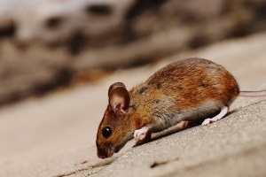 Mice Exterminator, Pest Control in Chadwell Heath, Little Heath, RM6. Call Now 020 8166 9746