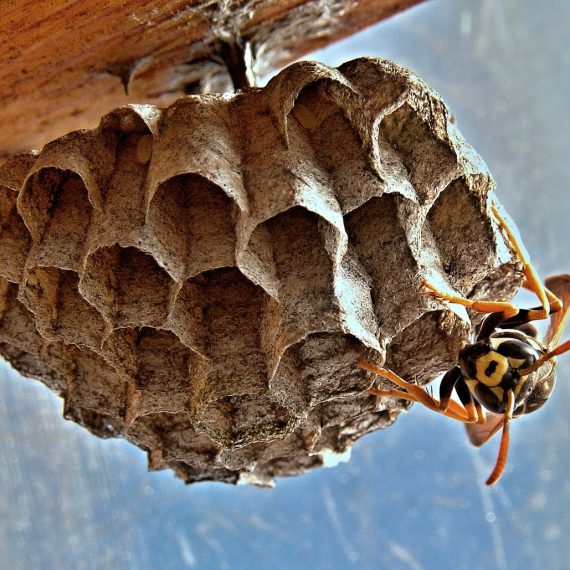 Wasps Nest, Pest Control in Chadwell Heath, Little Heath, RM6. Call Now! 020 8166 9746
