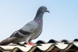 Pigeon Pest, Pest Control in Chadwell Heath, Little Heath, RM6. Call Now 020 8166 9746